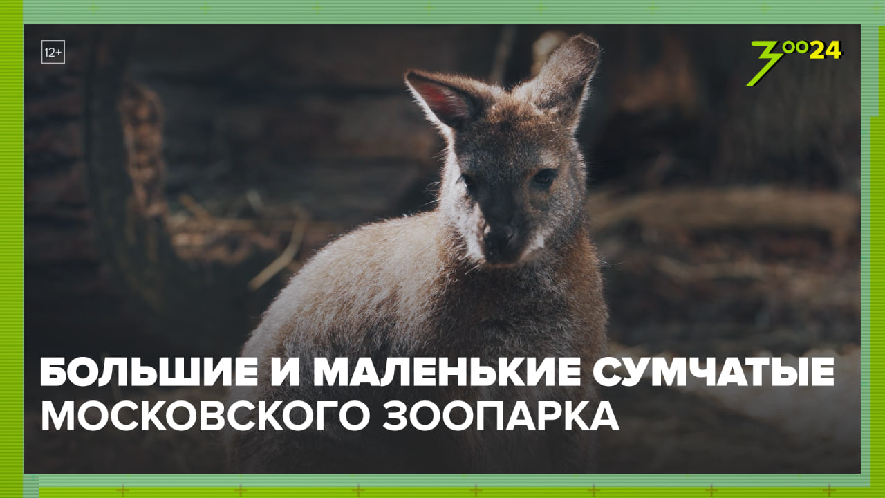 Сумчатые| Московский зоопарк | ЗОО 24