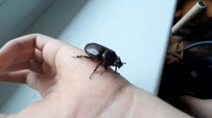 Про жуков носорогов