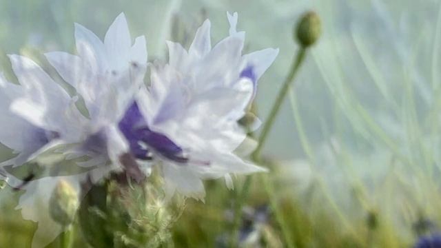 Стих: если каждый будет стараться смотреть онлайн