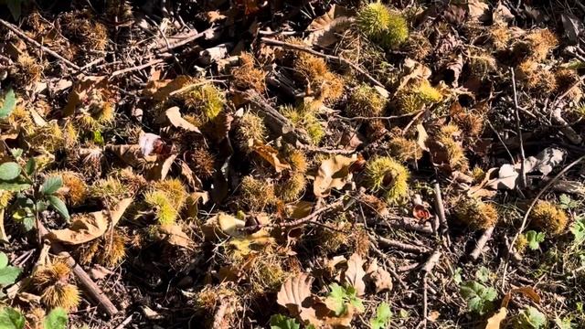 Sans franchir не выходя из сада - #749 Октябрь 8 2023 #1день1минута #франция #bretagne #садотерапия смотреть онлайн