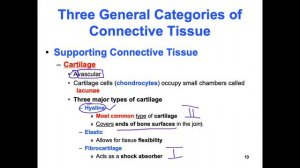 Connective Tissue