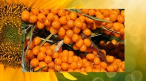 ОБЛЕПИХА ПОЛЕЗНЫЕ СВОЙСТВА ВОЛШЕБНОЙ ЯГОДЫ ЧЕМ ПОЛЕЗНА ОБЛЕПИХА