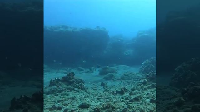 These are the best eating fish in Hawaii смотреть онлайн