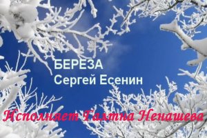 Белая береза