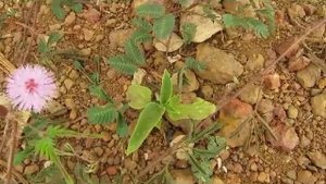 Мимоза стыдливая, растение с нервной системой