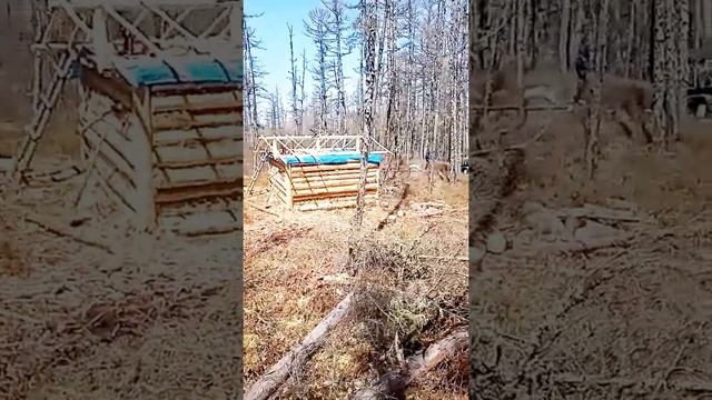 На гусеничном вездеходе в тайгу на рыбацкую избу