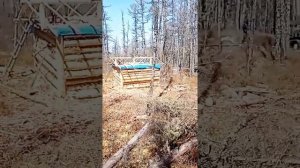 На гусеничном вездеходе в тайгу на рыбацкую избу