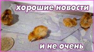 #33   Хорошие новости, и не очень...