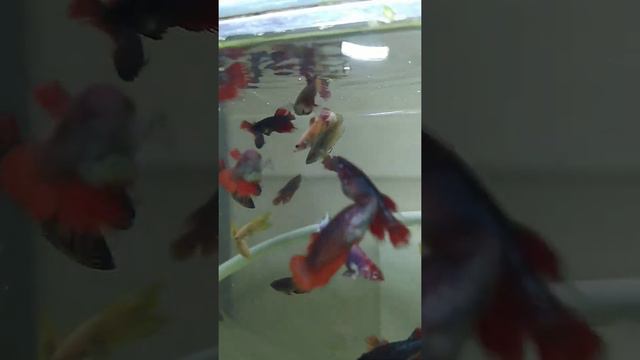 коронохвост,самки смотреть онлайн