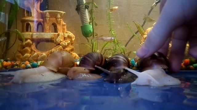 Уход и содержание улиток Ахатин. смотреть онлайн