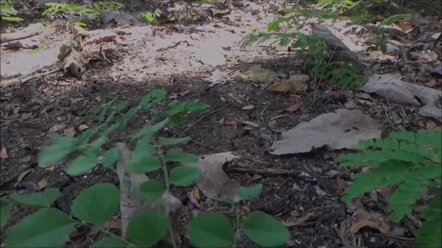 Indian rosewood (Dalbergia latifolia) - part 3 смотреть онлайн