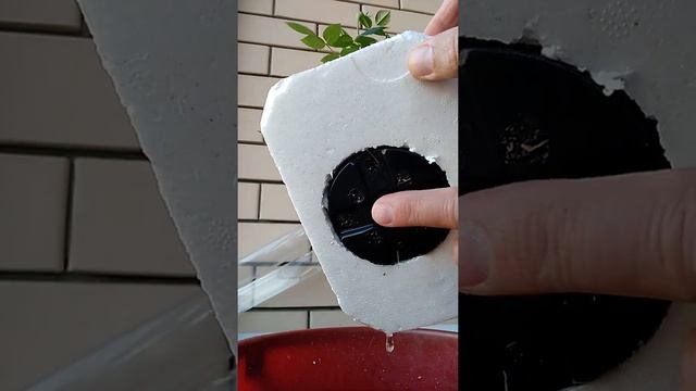 Полив комнатного растения во время отсутствия его хозяев.