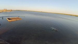 Рыбалка в Кулешовке. Ловля толстолоба на технопланктон.