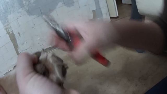 Как правильно стричь когти собакам и кошкам! смотреть онлайн