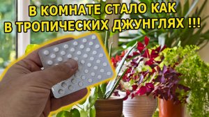 АКТИВАТОР РОСТА И ЦВЕТЕНИЯ КОМНАТНЫХ РАСТЕНИЙ ИЗ АПТЕКИ. ЧЕМ ПОДКОРМИТЬ ОСЛАБЛЕННЫЕ РАСТЕНИЯ ВЕСНОЙ.