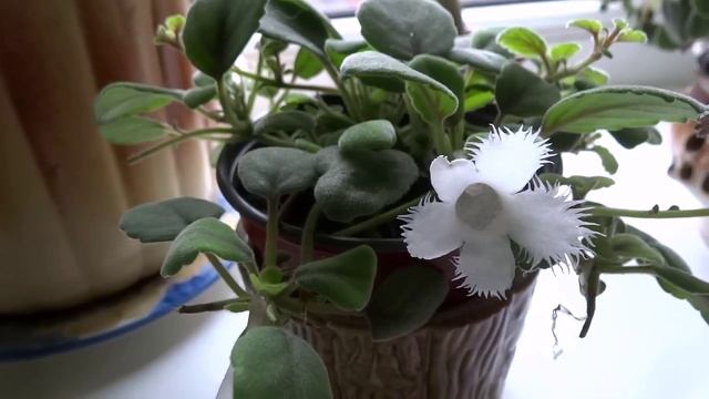 альсобия - уход и содержание смотреть онлайн