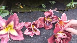 Цветение лилейников и лилий. Необычный обзор растений.