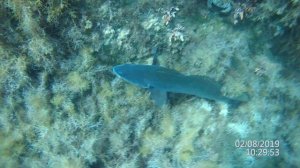 Горбыль охотится на краба