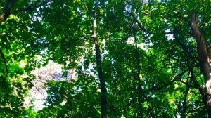 Лес летом, солнечный день, пение птиц