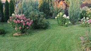 Гортензии в Подмосковье, обрезка гортензии на пень, что получилось