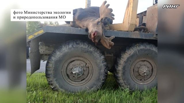 Факт незаконного отстрела лося выявлен в Белоомутском лесничестве городского округа Луховицы смотреть онлайн