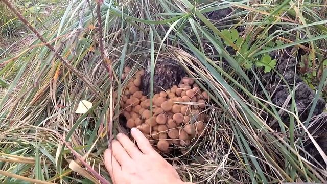 Опята осенние смотреть онлайн