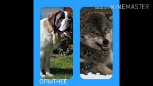 Волк против сембернара.