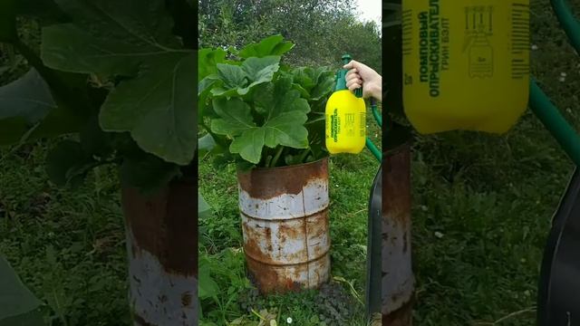 Кабачки, патиссоны, арбузы в условиях перепада температур. Эпин для повышения урожая смотреть онлайн