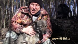 Совет по нахаживанию лайки.