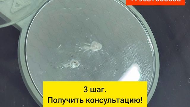 Скол на стекле, что делать? Бесплатная консультация перед ремонтом.