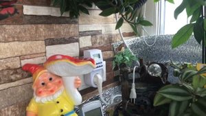 Купила лимон Мейер и Павловский и инжир . Подсветка для цитрусовых в зимнее время.