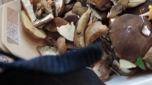 грибы приморского края