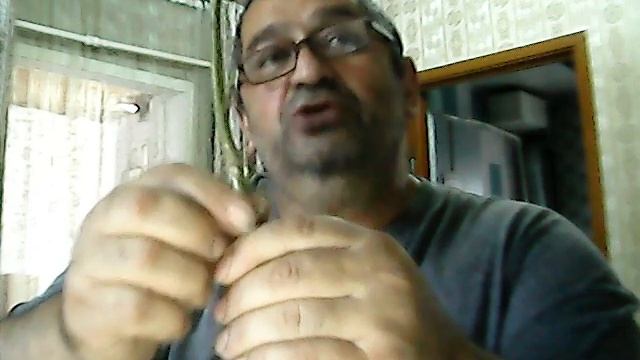 как правильно колировать деревья смотреть онлайн