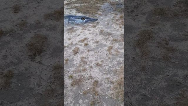 Первая щука на спининг 3 заброс и вот она красавица. Выпустил в пруд смотреть онлайн