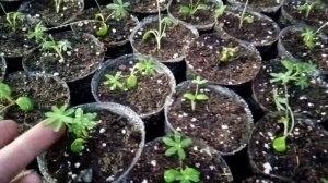 Люпин. Когда посеять? Сеянцы. Пикировка
