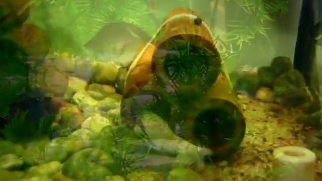 Выставка аквариумных креветок и раков на ВДНХ.avi смотреть онлайн