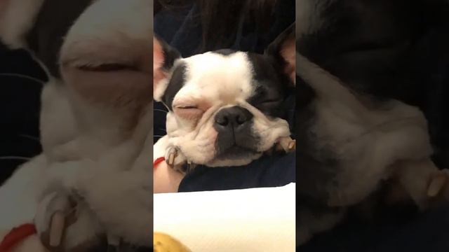 Boston terrier trying to fall asleep / Бостон терьер