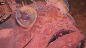 Морская собака