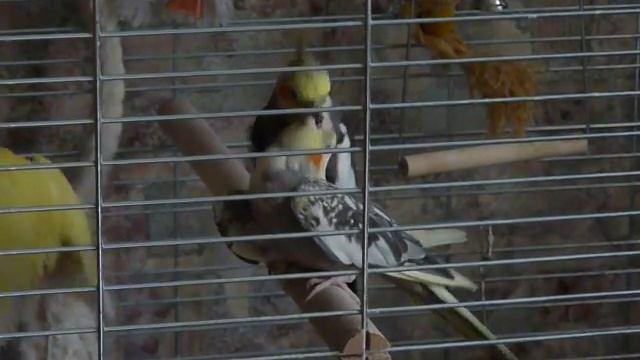 Кореллы (нимфы). Ухаживания в сложившейся паре корелл смотреть онлайн