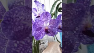 Орхидея Ванда blue