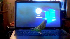 Волнистый попугай – звук тревоги