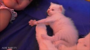 ?КОШЕЧКА МУРКА родила 3х котят КОШКА МУРКА и три маленьких КОТЁНКА в домике.  Видео для детей