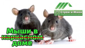 Мыши, крысы, грызуны в каркасном доме. Так ли это??? "Строй и Живи".