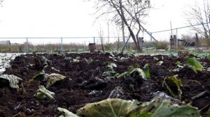 Запахиваем навоз мотоблоком НЕВА, чтобы на следующий год получить хороший урожай.