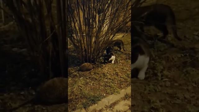 Ночная охота кото-тигров на ёжиков смотреть онлайн