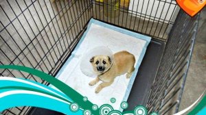 Щенок постоянно скулил и плакал, когда замечал, что хвоста у него нет