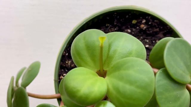 Propagating Peperomia "Hope" - December 24 смотреть онлайн