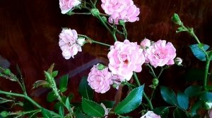 Видео записано на цифровой фотоаппарат SAMSUNG DV150F  Video recorded on a digital camera.mp4