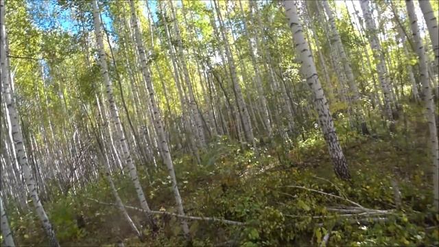 Охота на зайца,или угробить собак?Жара,Зелёнка!!!.Заяц вышел боковым. смотреть онлайн