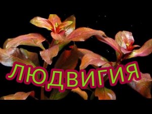 ЛЮДВИГИЯ. СОДЕРЖАНИЕ В АКВАРИУМЕ И УХОД
